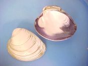 (1) Mercenaria mercenaria Linne, 1758....90 mm. F+. Huge heavy specimen with dark purple border. Ex col & rarely this big...Florida...$5 (1 available)