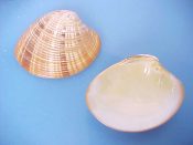 (3) Callista bardwelli Clench & McLean, 1932....60 yo 65 mm. F++. Lovely species with concentric ribs, brown rays & orange margins...Australia...$5 (3 available)