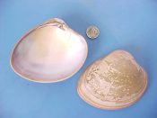 (3) Megapitaria squalida Sowerby, 1835....92 to 100 mm. F+. Big, fat & heavy. Pinkish-tan, complete with partial varnish-like olive green perio...West Mexico...$7 (3 available)