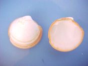 (4) Lucina pensylvanica fm. aurantia Deshayes., 1832...30 to 35 mm. F++. Great examples of the rare orange rimmed form, complete with partial, flaky perio...Florida...$9 (4 available)