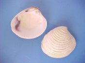 (4) Chione californiensis Broderip, 1835....50 to 55 mm. F+. Well sculptured with low radial ribs & raised concentric ridges...West Mexico...$3 (4 available)