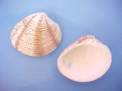 (6) Chione undatella Sowerby, 1835....38 to 46 mm. F++. Similar to C. californiensis but with brown markings & closer spaced concentric ridges...West Mexico...$4 (6 available)