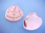(2) Chione subimbricata Sowerby, 1835....34 to 37 mm. F++. With thick, wavy, concentric ridges & fine brown zig-zag markings...West Mexico...$4 (2 available)