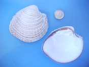 (1) Chione gnidia Broderip & Sowerby, 1829....70 mm. F++. Big ex col example with intact, frilled concentric ridges...West Mexico...$7 (1 available)