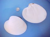 (1) Amiantis callosa Conrad, 1837....111 mm. F++. Jumbo ex col example, about as big as they get...West Mexico...$5 (1 available)