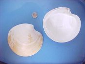 (3) Dosinia ponderosa Gray, 1838....113, 115 mm. F+ high. Huge and heavy specimens of this solid shell, one with partial perio...West Mexico...$25 (3 available)