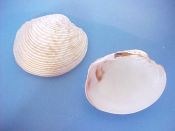 (3) Periglypta listeri Gray, 1838....54 to 64 mm. F+. Lovely specie with fine radial ribs & raised concentric frills...Florida...$7 (3 available)