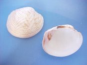 (3) Periglypta listeri Gray, 1838....54 to 64 mm. F+. Lovely specie with fine radial ribs & raised concentric frills...Florida...$7 (3 available)