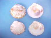 (3pr) Circe scripta Linne, 1758....37 to 40 mm. F++. Nice extreme pattern pairs of this thin Venerid...Indo Pacific...$5 (3 pair available)