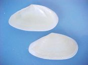 (9) Tellina alternata Say, 1822....45 to 55 mm. F+ high. Good specimens of this thin & elongate, finely grooved Tellin...Florida...$6 (9 available)