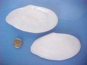 (1) Tellina cf. magna Spengler, 1798....99 mm. F++. Size, shape, structure & dentition are all correct, but it is pure white, without the typically orange tinted flatter right valve...Florida...$7 (1 available)