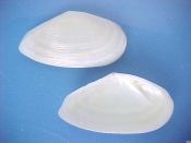 (6) Tellina alternata Say, 1822....56 to 65 mm. F+ high. Big, fresh, gently beached specimens in excellent condition...Florida...$8 (6 available)