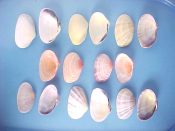 (1set) Asaphis deflorata Linne, 1758....46 to 56 mm. F+/F++. Specially selected from hundreds, this 8 piece set shows wild & pretty colour variations; white, yellow, orange-pink & purple, with purple-rayed versions of each as well...Bahamas...$29 (1 set available)