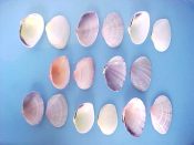 (1set) Asaphis deflorata Linne, 1758....43 to 47 mm. F+/F++. Select 8 piece colour variation set showing why this shell is known as the Gaudy Asaphis...Bahamas...$25 (1 set available)
