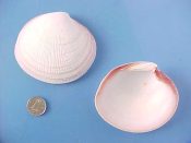 (1) Codakia orbicularis Linne, 1758....75 mm. F+ high. Great jumbo specimen with pink edged margins...Florida...$5 (1 available)