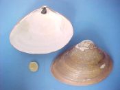 (2) Spisula solidissima Dillwyn, 1817....101 to 111 mm. F++. Fresh, live collected (by me!), complete with full perio, ligament & resilium...Atlantic Canada...$7 (2 available)