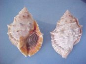 (1) Bursa crumena fm. foliata Broderip, 1825....77 mm. F++ w/operc. Glorious specimen with fully developed, finely lyrate, bright orange rimmed aperture...Tanzania...$10 (1 available)