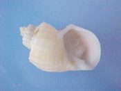 (3) Trigonostoma cf. obliquata Lamarck, 1822....18 to 20 mm. F++. Well shouldered & with fine axial ribs...Philippines...$9 (3 available)
