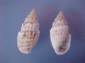 (4) Otopleura nodicincta Adams, 1855....25 to 27 mm. F++. Good examples of this less common, brown speckled Pyramidellidae...Philippines...$7 (4 available)