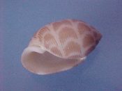 (1) Acteon variegatus Bruguiere, 1789....21 mm. F++. 3 spiral bands of beautiful orange chevrons...Philippines...$21 (1 available)