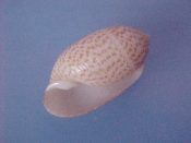 (1) Pupa solidula Linne, 1758....22 mm. F++. Delightful orange speckled specimen with good lip & apex...Philippines...$6 (1 available)