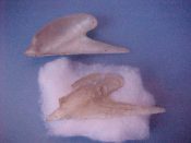 (1) Pteria species....75 mm. F. Supplier claims it is a “rare white species” though with one valve damaged...Thailand...$15 (1 available)