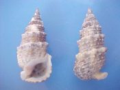 (11) Rhinoclavis specie....30 to 38 mm. F++. Well beaded & with a row of sutural knobs, and with fully developed parietal shield...Somalia...$5 (11 available)