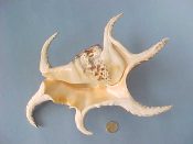 (1) Lambis chiragra Linne, 1758....230 mm. F++. Glorious big example with pastel orange aperture & every spine intact...Philippines...$45 (1 available) OVERSIZE