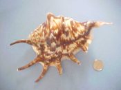 (1) Lambis lambis Linne, 1758....159 mm. F+. Nice female example with upturned lip spines and unusual brown & white zig-zag pattern...Philippines...$7 (1 available) OVERSIZE