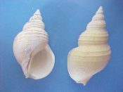 (2) Buccinum leucostoma Lischke, 1872....69, 75 mm. F++. Great examples, with fully intact, slightly re-rolled lip...Japan...$16 (2 available)