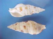 (4) Colubraria muricata Lightfoot, 1786....87 to 94 mm. F++. Jumbo specimens, with fully intact lip, parietal shield & canal...Philippines...$24 (4 available)