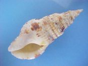 (3) Colubraria muricata Lightfoot, 1786....79 to 82 mm. F++. Good big examples, fully intact and well speckled with brown...Philippines...$18 (3 available)