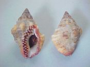 (5) Cantharus sanguinolentus Duclos, 1833....26 to 28 mm. F++. Picked from dozens for best condition & red coloured apertural rim...West Mexico...$4 (5 available)