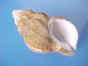 (2) Argobuccinum (Priene) rude Broderip, 1833....49 mm. F+ high w/partial perio. Mid-sized specimens, with decent lips and partial fuzzy periostracum...Chile...$18 (2 available)