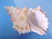 (1) Bursa lissostoma Smith, 1914....85 mm. F+. Although over 3 inches long, this is a juvenile specimen, but with nicely intact lip...Philippines...$12 (1 available)