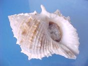 (1) Bursa rana Linne, 1758....89 mm. F+ w/operc. Big specimen, complete with operculum, and known as B. spinosa in the Philippines...Philippines...$6 (1 available)