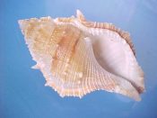 (1) Bursa rana Linne, 1758....81 mm. F+. Nice, clean specimen with full siphonal canal...Philippines...$5 (1 available)