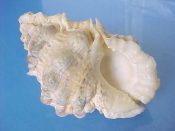 (1) Bursa bufonia Gmelin, 1791....80 mm. F++. Big and massive, with well developed lip and heavy nodules...Philippines...$20 (1 available)