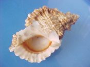 (1) Bursa lissostoma Smith, 1914....85 mm. F+. With creamy white lip and ring of rust red inside aperture...Philippines...$18 (1 available)