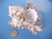 (1) Chicoreus cichoreus Gmelin, 1791....106 mm. F+. Large ex col. example, though in need of a bit of cleaning...Philippines...$12 (1 available)