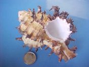 (1) Chicoreus cichoreus Gmelin, 1791....96 mm. F+. Specimen of the unstriped colour form, tan brown with black spines and lacking the typical white spiral bands...Philippines...$14 (1 available)