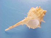 (1) Murex elenensis fm. tricornis Berry, 1960....50 mm.F++. Good example with solid apex, lip & canal...Mexico...$7 (1 available)