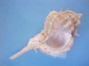 (1) Siratus cailleti Petit, 1856....44 mm. F++. Good example of this smaller Caribbean specie with fully developed lip...Bahamas...$12 (1 available)