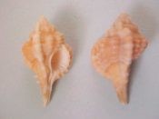 (1) Murex rubidus Baker, 1897....27 mm.F+. Pretty pastel orange-pink...Florida...$9 (1 available)