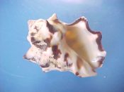 (2) Thais tuberosa Roding, 1798....43, 48 mm. F+ high. With big, knobby spines & bold black & white pattern...Philippines...$5 (2 available)