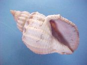 (2) Cancellaria spengleriana Deshayes, 1830....58, 60 mm. F++. Jumbo specimens, heavily ribbed & with great apex & lips...Japan...$25 (2 available)