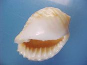 (2) Malea pomum Linne, 1758....57, 65 mm. F++. Good specimens with fully formed, toothed lip...Philippines...$7 (2 available)