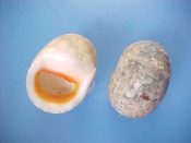 (15) Nerita polita ssp. antiquata Recluz, 1841....25 to 30 mm. F++ w/operc. Pretty specie with distinctive bright orange aperture rim...Australia...$4 (15 available)