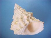 (2) Tectarius tectumpersicum Linne, 1758....60, 62 mm. F+. Jumbo examples of this Littorinidae, similar to T. pagodus but with higher spire & more rows of spines...Philippines...$5 (2 available)