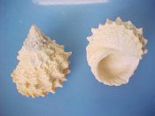 (6) Tectarius tectumpersicum Linne, 1758....50 to 57 mm. F++. Lighter coloured, higher spired & more spinous than the closely related T. pagodus...Philippines...$4 (6 available)